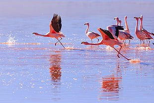 flock of lesser Flamingo in calm sea HD wallpaper