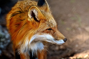 close up photo of brown and white fox HD wallpaper