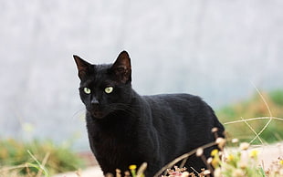 Cat,  Black,  Grass,  Walk HD wallpaper