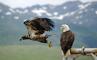 close up photography of bald eagle standing near eagle spreading its wings