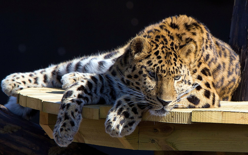 leopard HD wallpaper