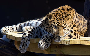 leopard