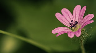 pink Malva flower in bloom during daytime HD wallpaper