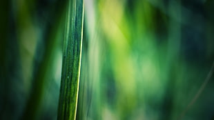 macro photo of green grass