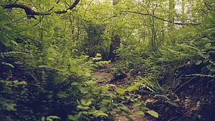 green woods, nature, plants