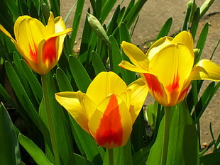 yellow-and-red Tulips closeup photography