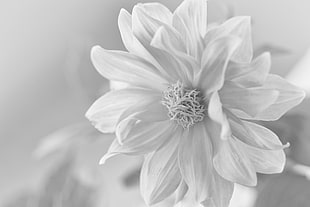 grayscale photography of a white flower