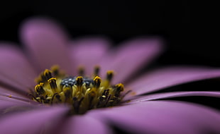 shallow focus photography of pink and yellow flower