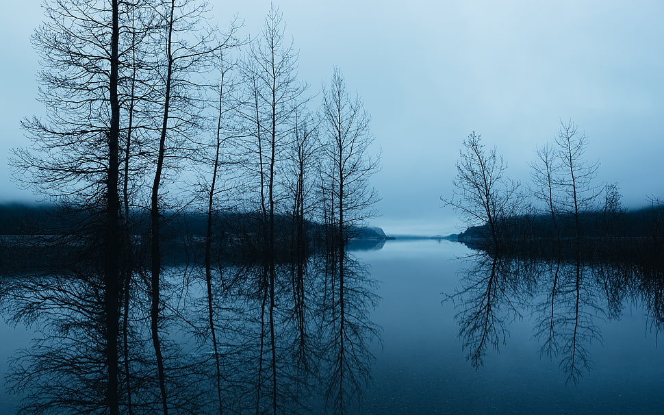 body of water surrounded by bare trees HD wallpaper