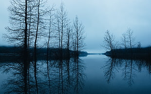 body of water surrounded by bare trees