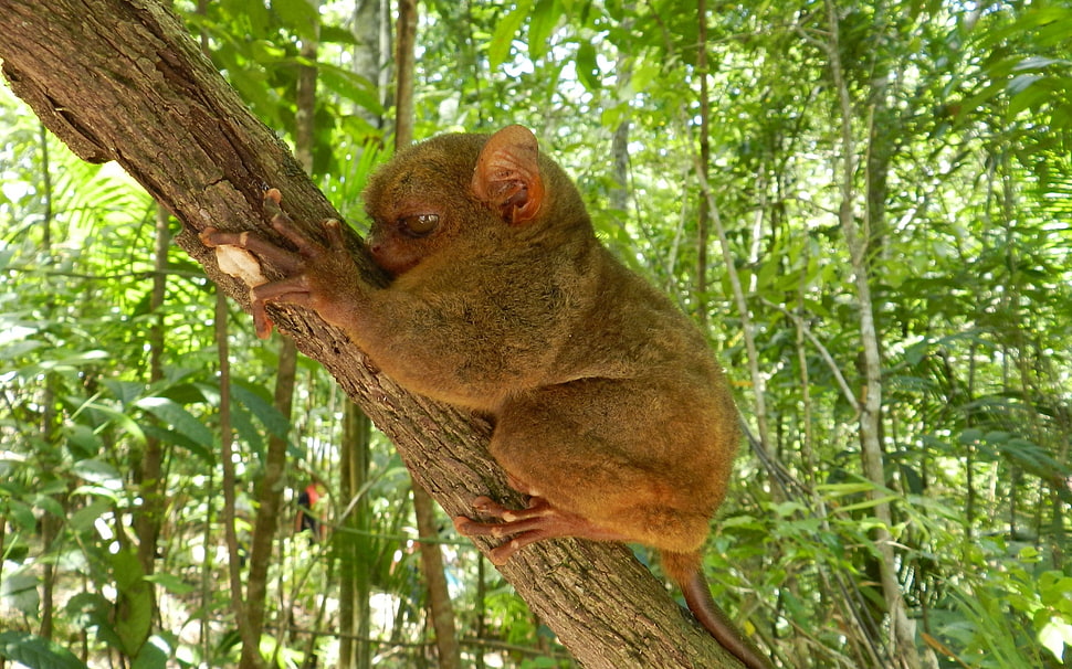 brown Tarsier on tree branch HD wallpaper