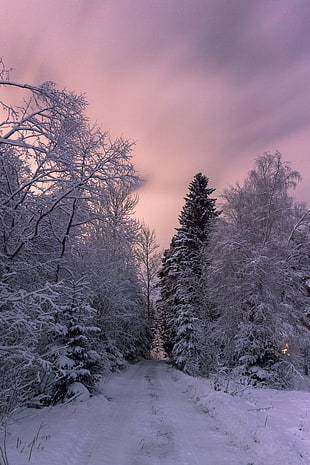 photo of snow covered trees