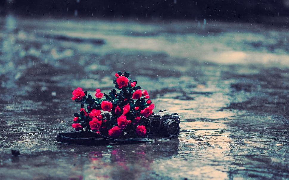 red flowers and black SLR camera, camera, flowers, macro, rain HD wallpaper