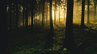 silhouette of woods during golden house with sun rays HD wallpaper