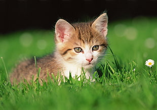 shallow focus on brown and white tabby kitten laying on grass