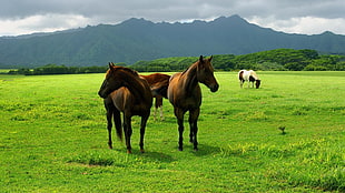 two brown horses, horse, grass, animals