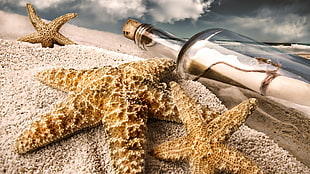 threebrown starfishes, sand, bottles, starfish, beach HD wallpaper