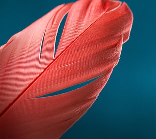 pink feather wallpaper, feathers, blue background HD wallpaper