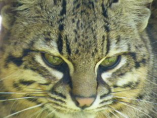 brown Tabby Cat head HD wallpaper