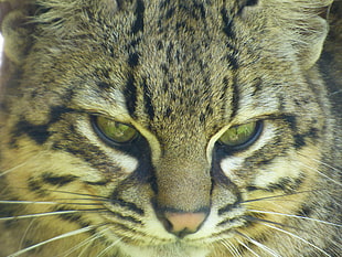brown Tabby Cat head