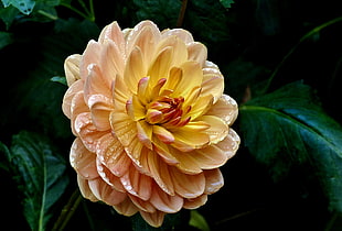 yellow and pink flower during daytime