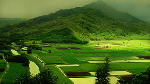 aerial view of rice fields and green mountains