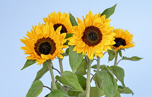 four sunflowers