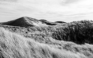 grayscale photo of grass field HD wallpaper