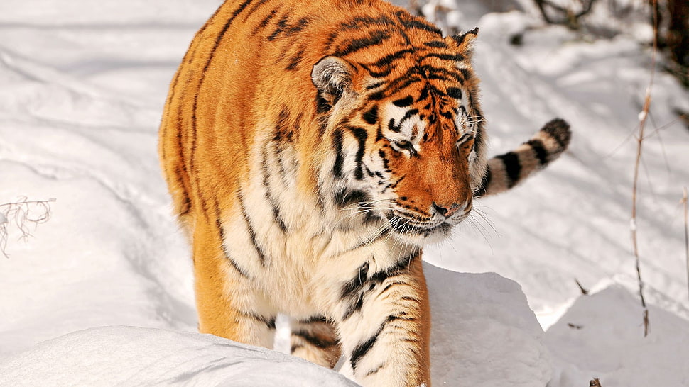 Tiger on whitesnow HD wallpaper