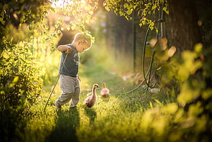 boy walking beside two ducks in green field, photography, plants, leaves, sunlight