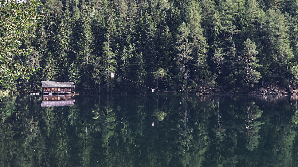 landscape photography of fir trees near body of water HD wallpaper