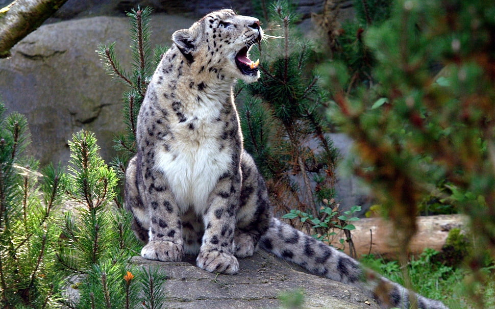 gray and white wild cat HD wallpaper