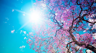 Cherry Blossom under blue sky during daytime