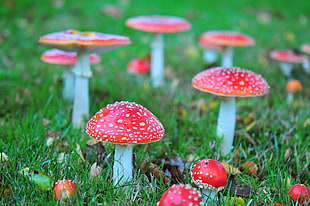 closeup photography of red mushroom HD wallpaper