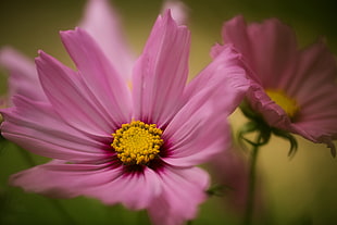 pink and yellow flower during daytime