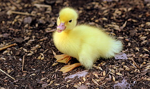 yellow duckling on the ground