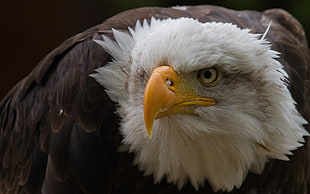 Bald Eagle closeup photography HD wallpaper