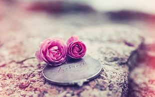 Roses,  Flowers,  Couple,  Medallions HD wallpaper