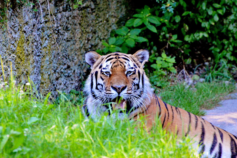 Bengal tiger, Tiger, Big cat, Predator HD wallpaper
