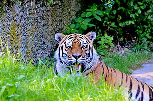 Bengal tiger, Tiger, Big cat, Predator