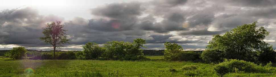 green grass field, clouds, landscape, multiple display, trees HD wallpaper