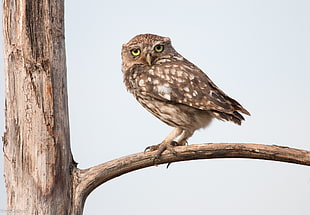 brown owl on trunk during daytime