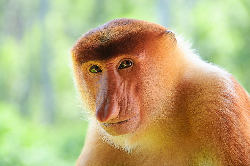 brown and beige Ape HD wallpaper
