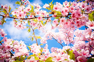 pink flowers, photography, flowers, cherry blossom HD wallpaper