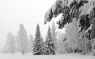 fir trees covered with storm