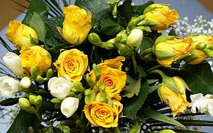 close up photo of bouquet of yellow roses