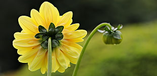 closeup photo of yellow Daisy flower