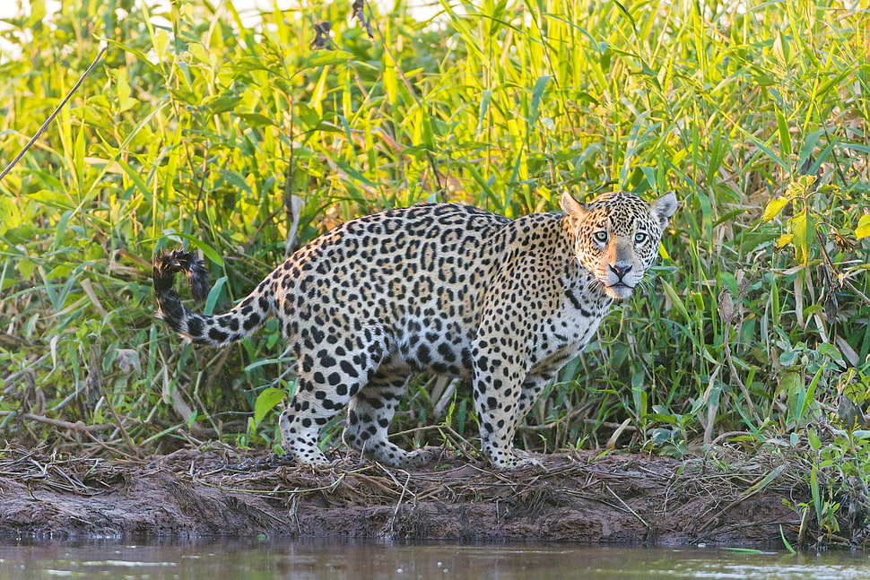 leopard on green grass field during daytime HD wallpaper