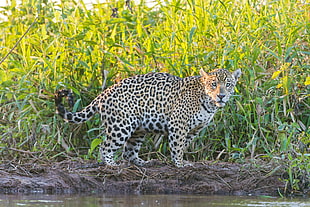 leopard on green grass field during daytime