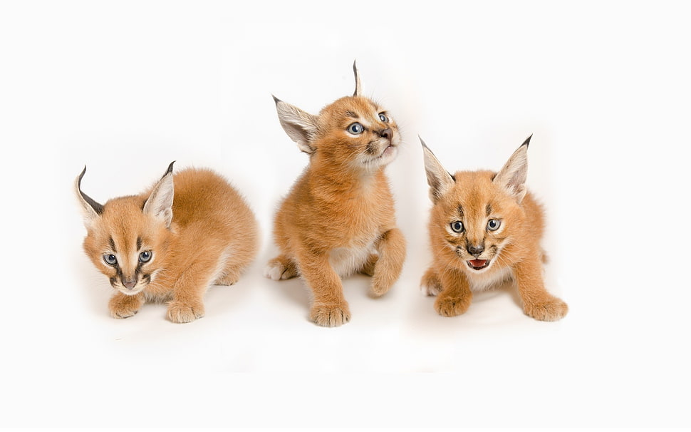 three orange lynx on white surface HD wallpaper